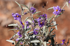 Solanum sturtianum