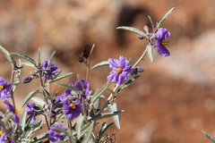 Solanum sturtianum