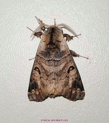 Pantelodes maranhensis