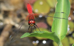 Aethriamanta nymphaeae