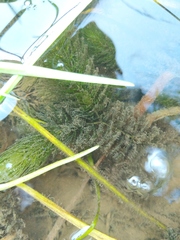 Ceratophyllum echinatum