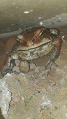 Amblyomma rotundatum