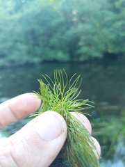 Ceratophyllum echinatum
