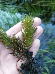 Ceratophyllum echinatum