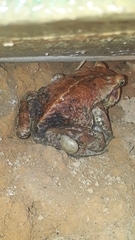 Amblyomma rotundatum