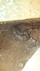 Amblyomma rotundatum