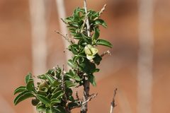 Eremophila serrulata
