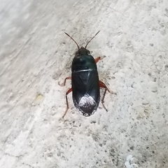 Delochilocoris illuminatus