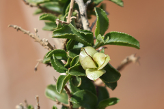 Eremophila serrulata