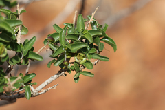 Eremophila serrulata