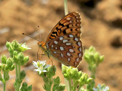Speyeria coronis semiramis