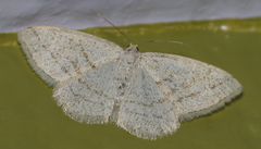 Protitame subalbaria