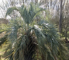 Butia odorata