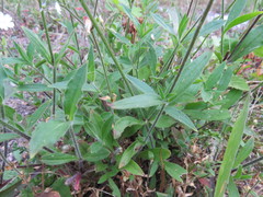 Behenantha