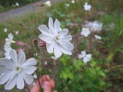 Behenantha