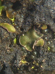 Placidium squamulosum