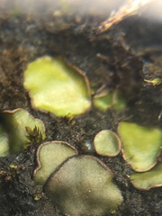 Placidium squamulosum