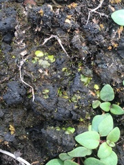 Placidium squamulosum