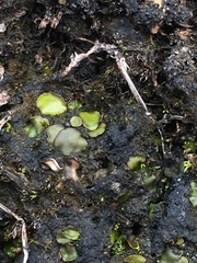 Placidium squamulosum