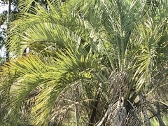 Butia odorata