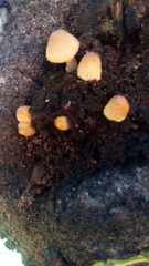 Coprinellus micaceus