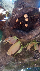 Coprinellus micaceus