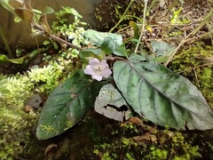 Strobilanthes reptans