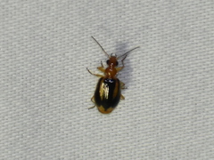 Lebia solea