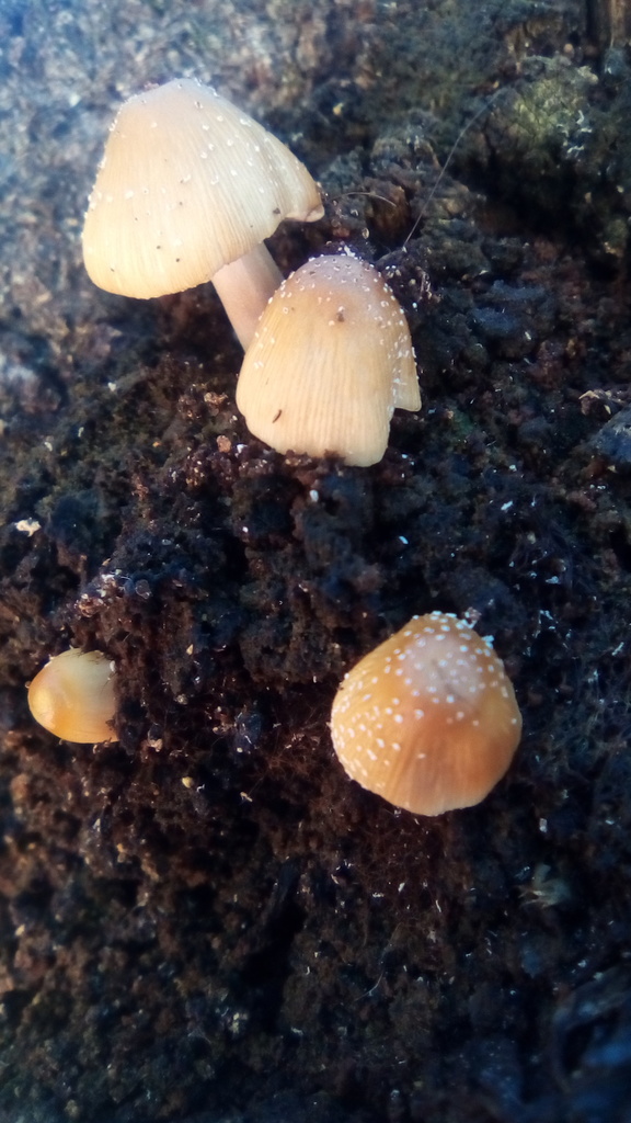 Coprinellus micaceus · September 2018 · photo: © mariaottes (iNaturalist, cc-by)