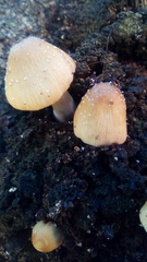 Coprinellus micaceus