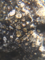 Acarospora glaucocarpa