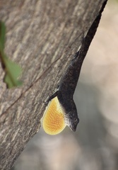 Anolis jubar oriens