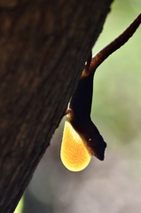 Anolis jubar oriens