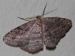 Zermizinga sinuata