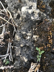 Acarospora glaucocarpa