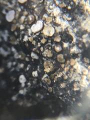 Acarospora glaucocarpa