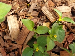 Calyptocarpus vialis