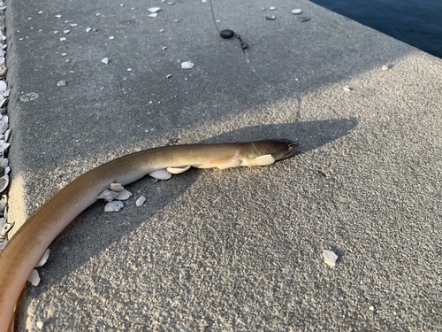Shrimp eel (Ophichthus gomesii) — Ophichthidae — 2