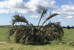 Butia odorata