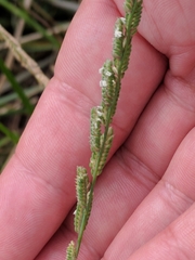 Beckmannia eruciformis