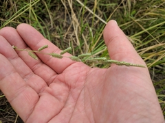 Beckmannia eruciformis
