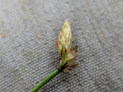 Eleocharis intermedia