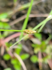 Eleocharis intermedia