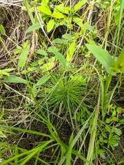 Eleocharis intermedia