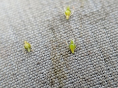 Eleocharis intermedia