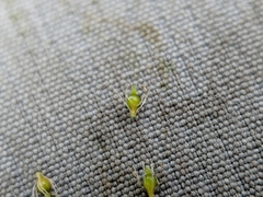 Eleocharis intermedia