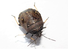 Platycoris bipunctatus