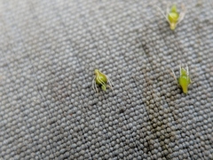 Eleocharis intermedia