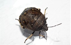 Platycoris bipunctatus