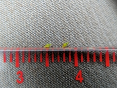 Eleocharis intermedia